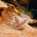 Unterwasserkamera Scubapro SeaLife MICRO 3.0 64 GB